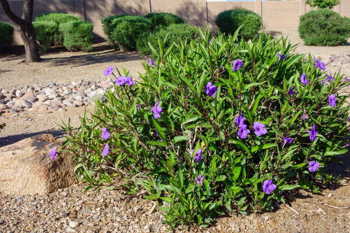 A purple flowering shrub in a residential drought tolerant xeriscape with rocks and evergreen shrubs.
