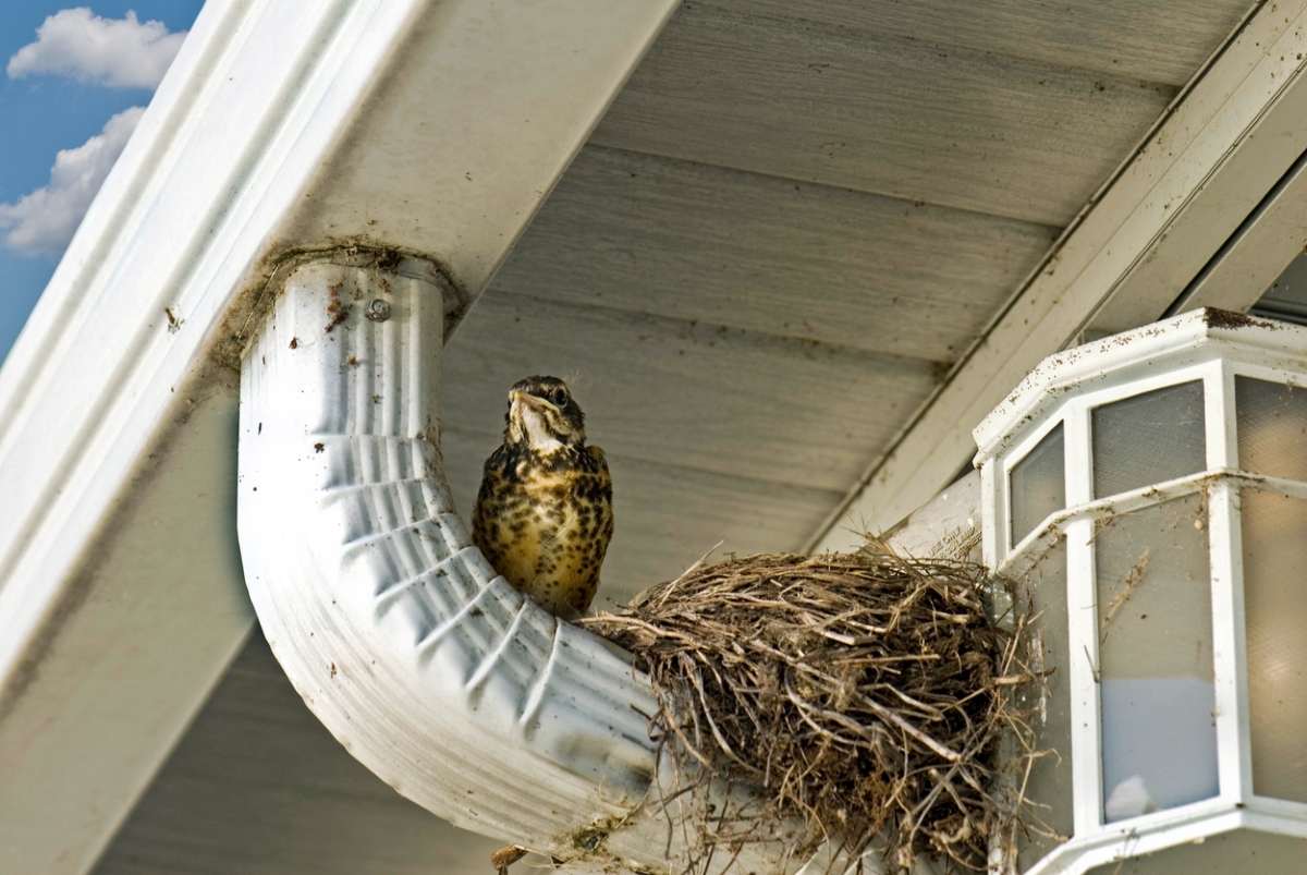 A bird with their bird's nest built under a house eave.