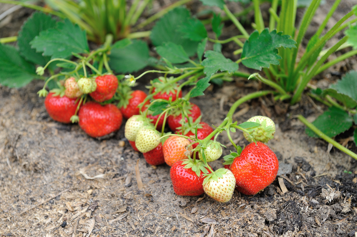 Strawberries in a garden are ripening on the ground.