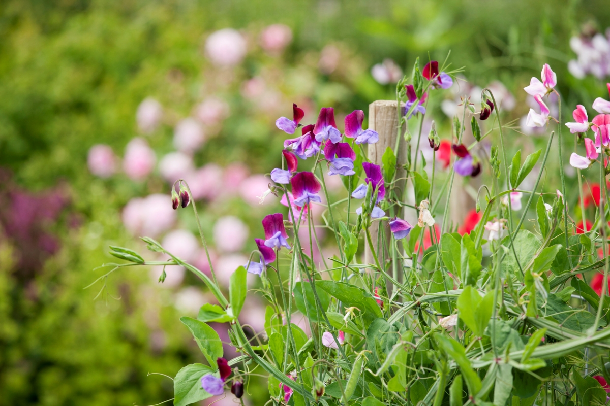 Many colorful sweet pea flowers in garden.