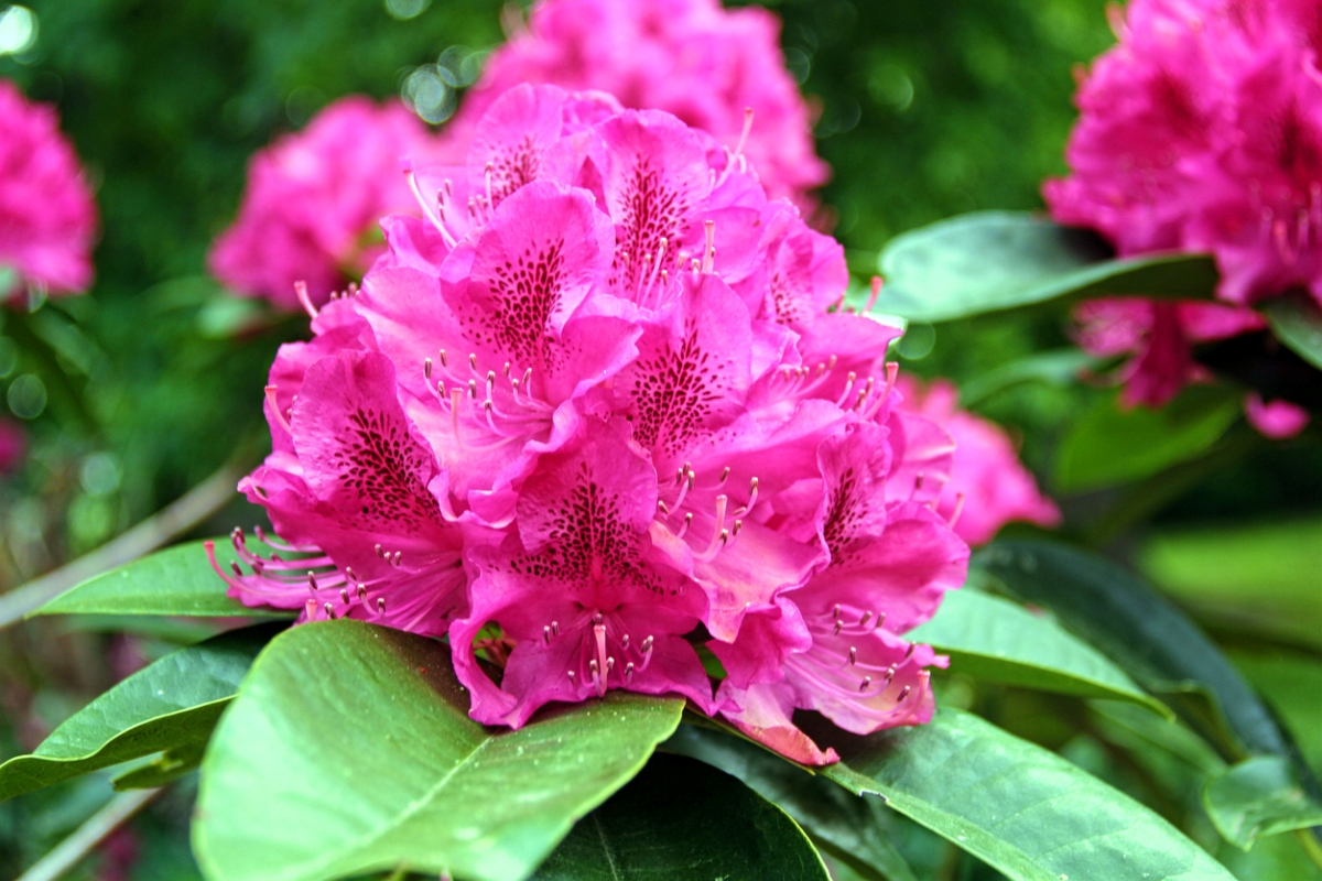 Large cluster of pink flowers with green leaves.