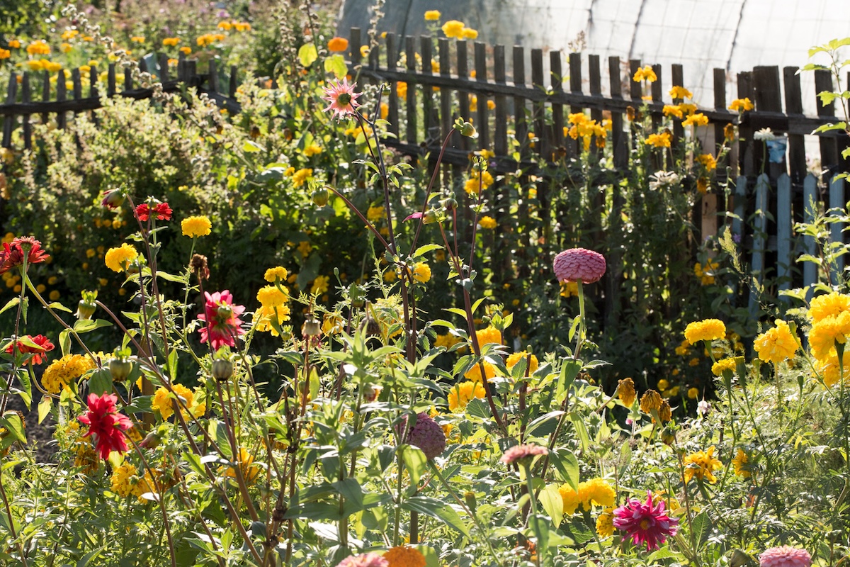 A chaotic home garden on trend with chaos gardening.