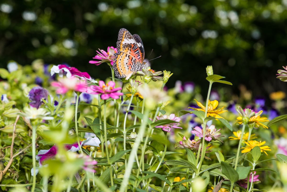 A butterfly sitting on a flower in a chaos garden outside of a home.