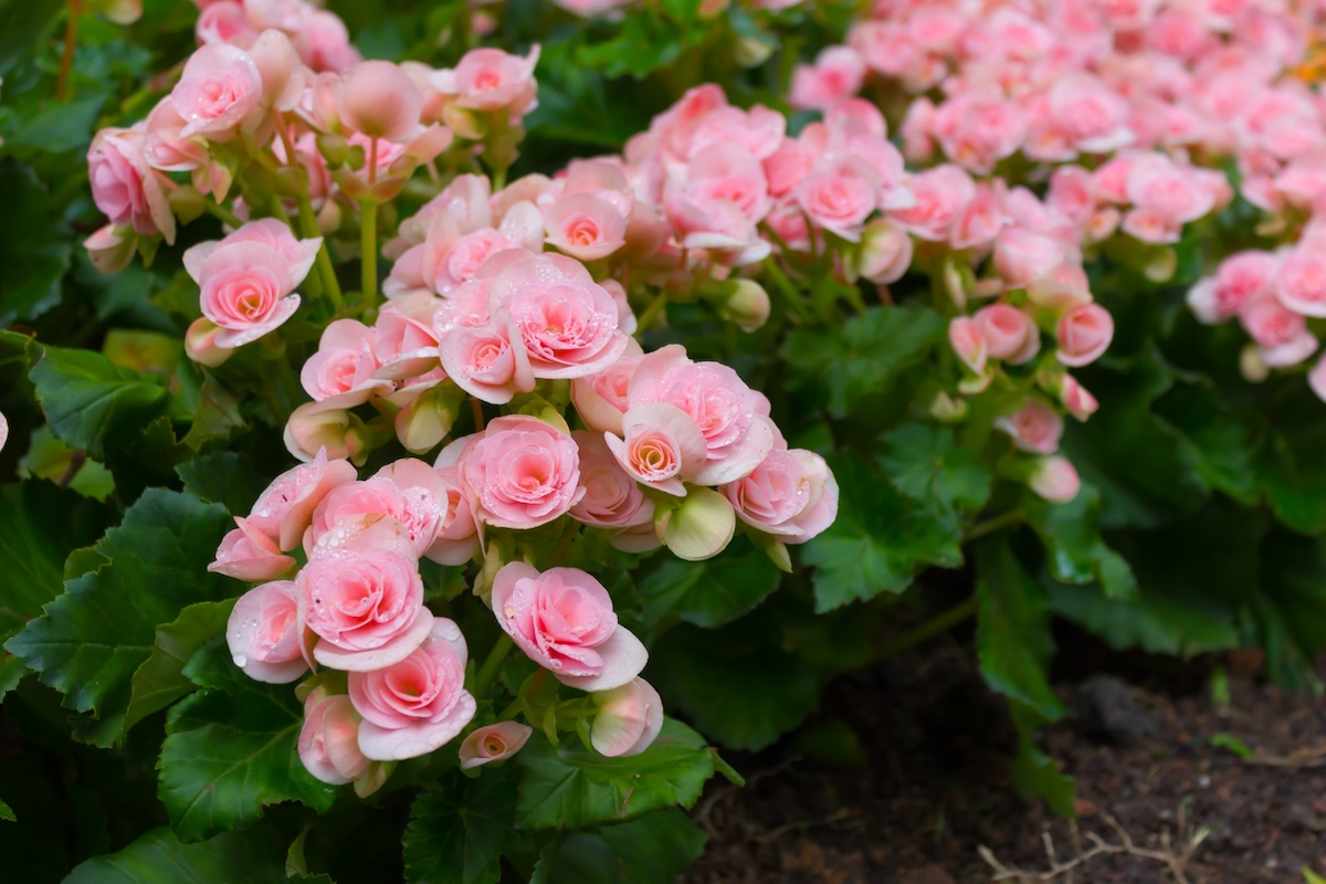 Pink begonias growing in a home garden.