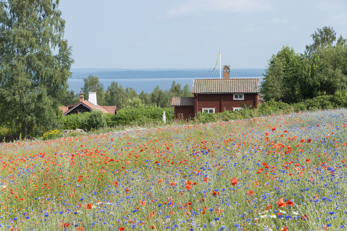 A flower field with orange and blue flowers is on the property of a red house.