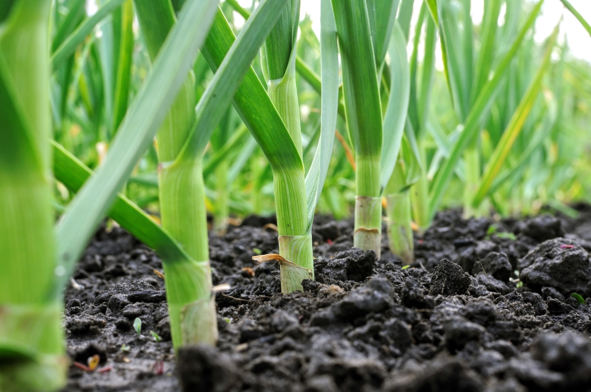 Garlic plants growing in a row.