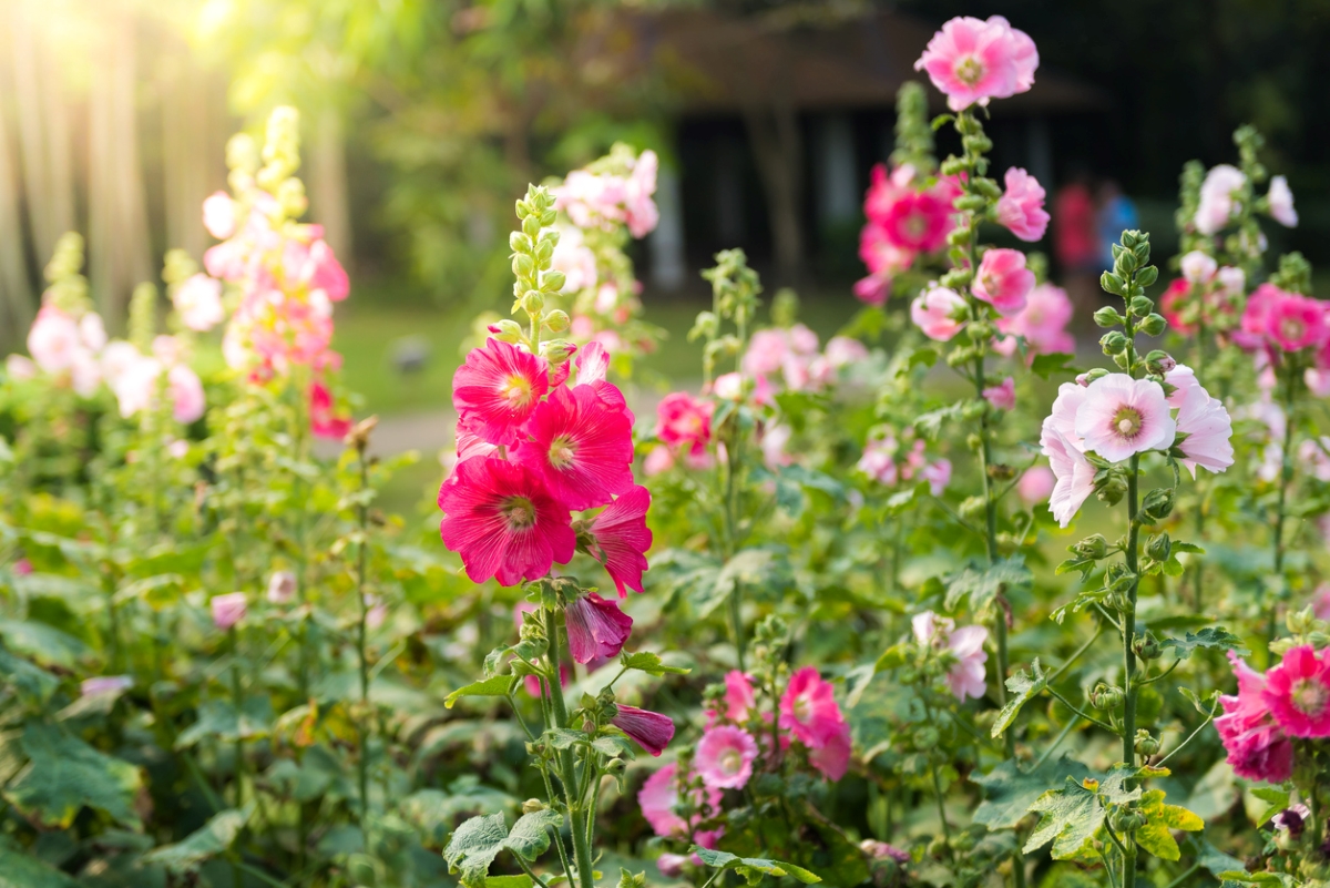 A field of pink and white hollyhock flowers.