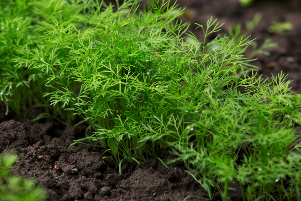 Dill plants growing in a row in dark soil.