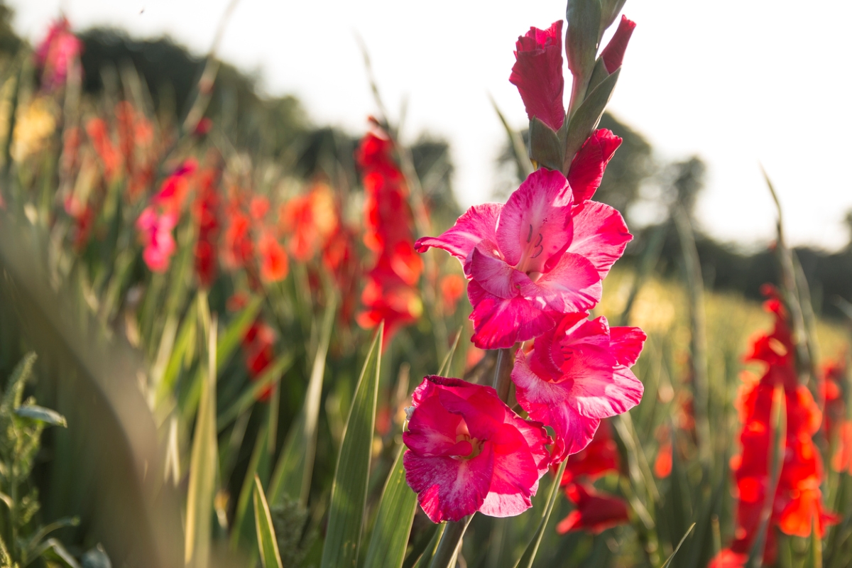 A close up of a pink gladiolus flower in a field of flowers.