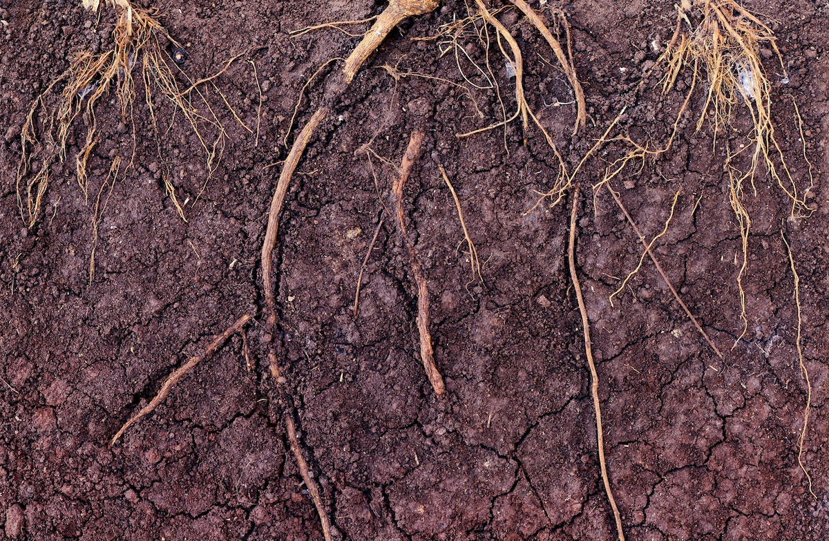 A cross-section demonstrates a root system in soil.
