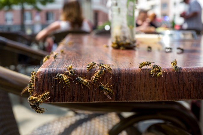 Many wasps all over edge of a table.