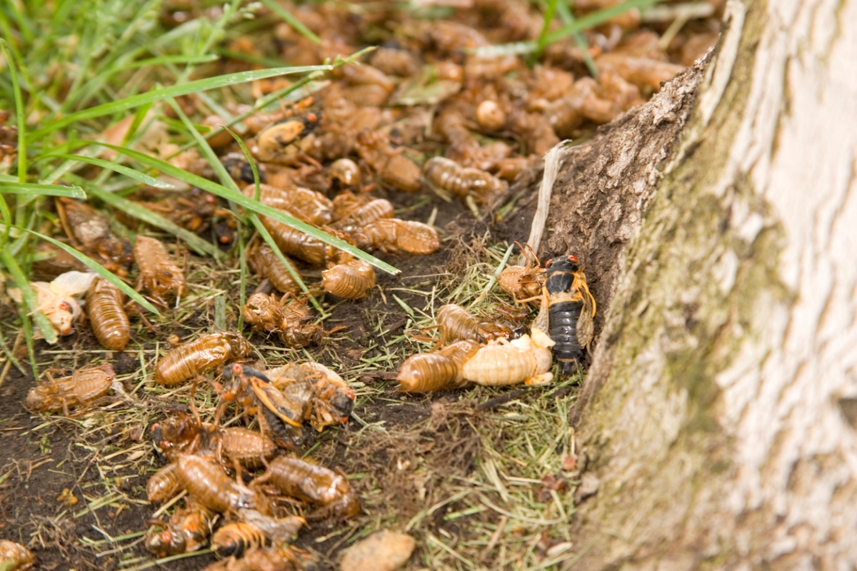 Many cicada exoskeletons are lying around the base of a tree.