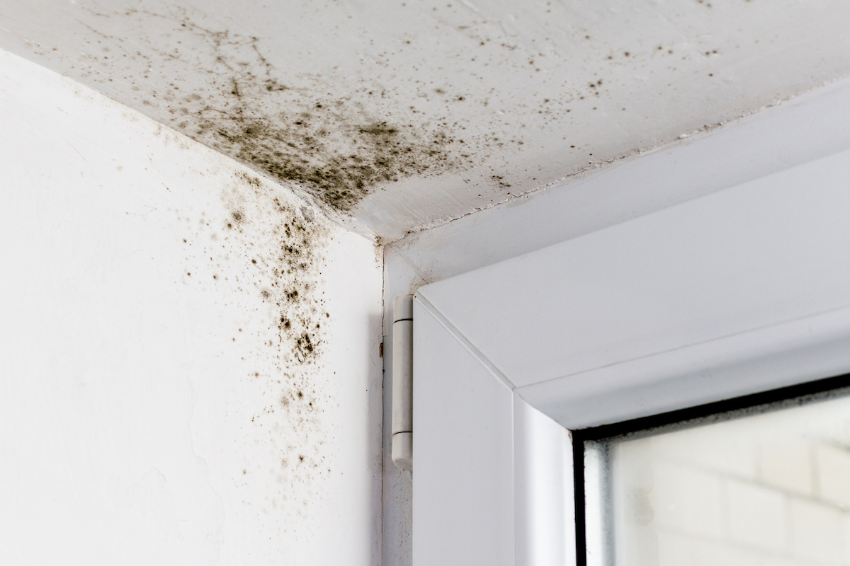 Black mold is growing in the corner of a window.