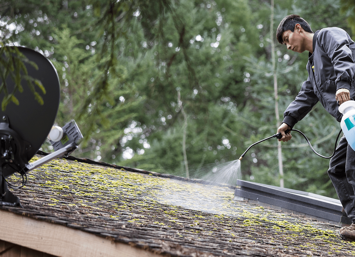A person spraying cleaning solution on a dirty roof.