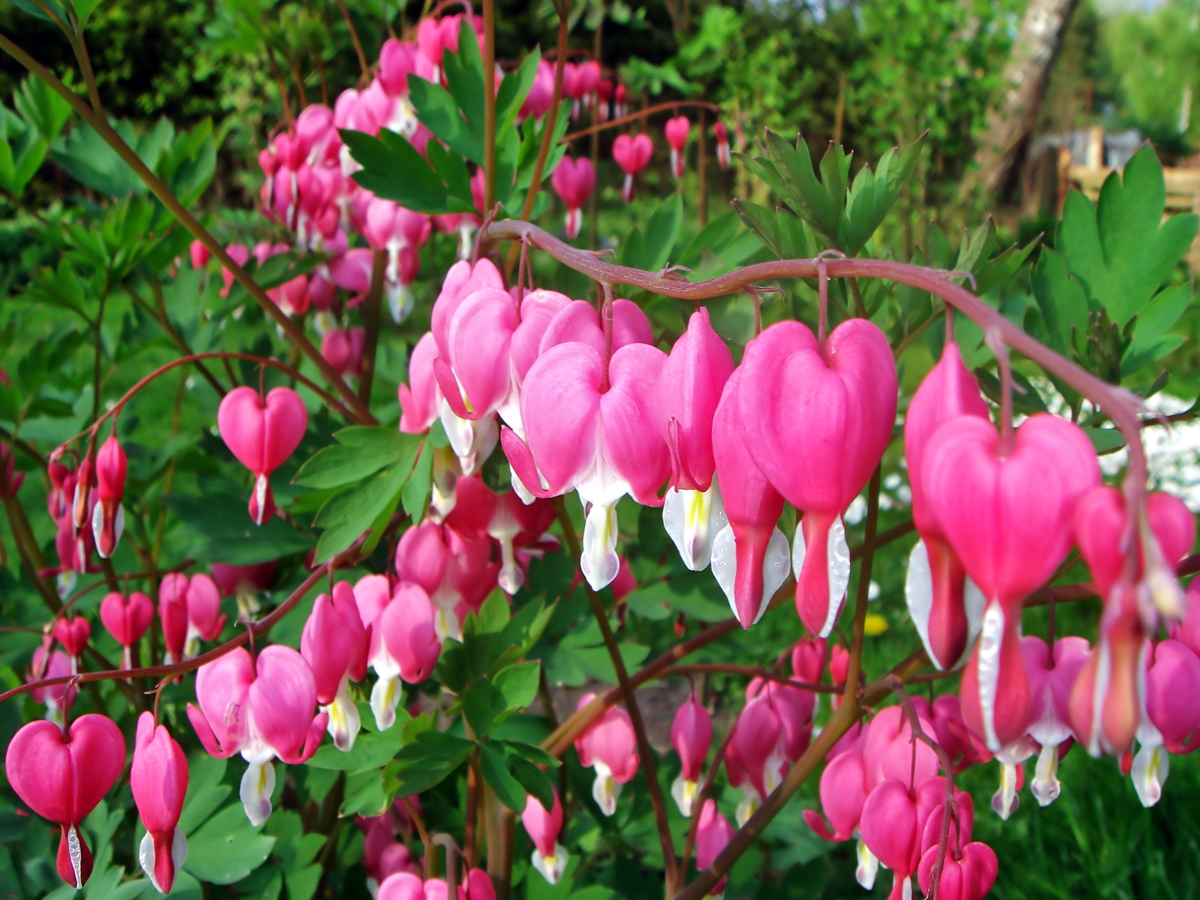 Plant with dangling pink heart-shaped flowers.