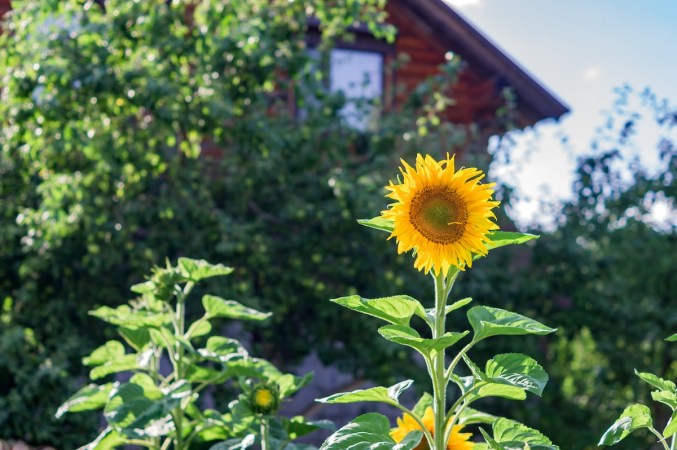 Tall yellow sunflowers growing in a home garden.