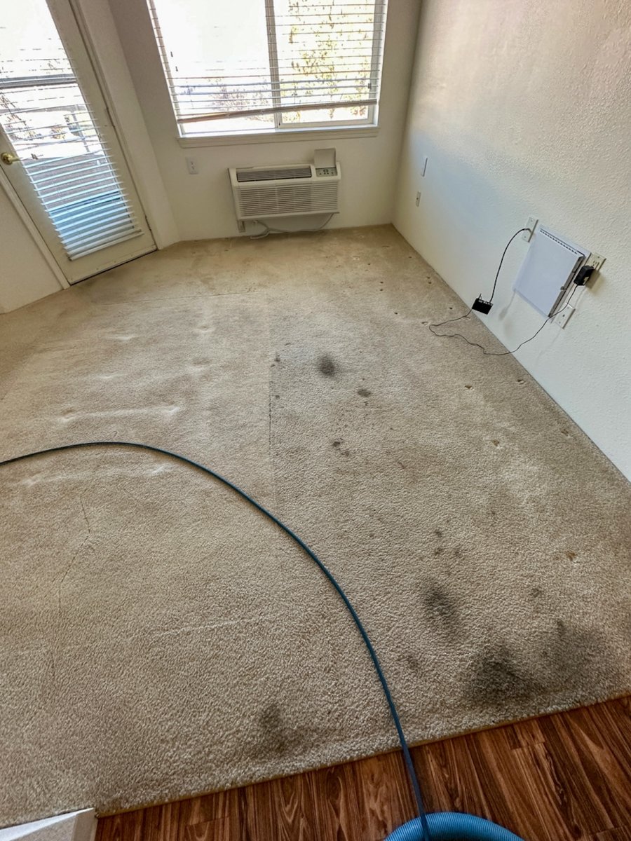 Moldy and stained carpet ready for cleaning.