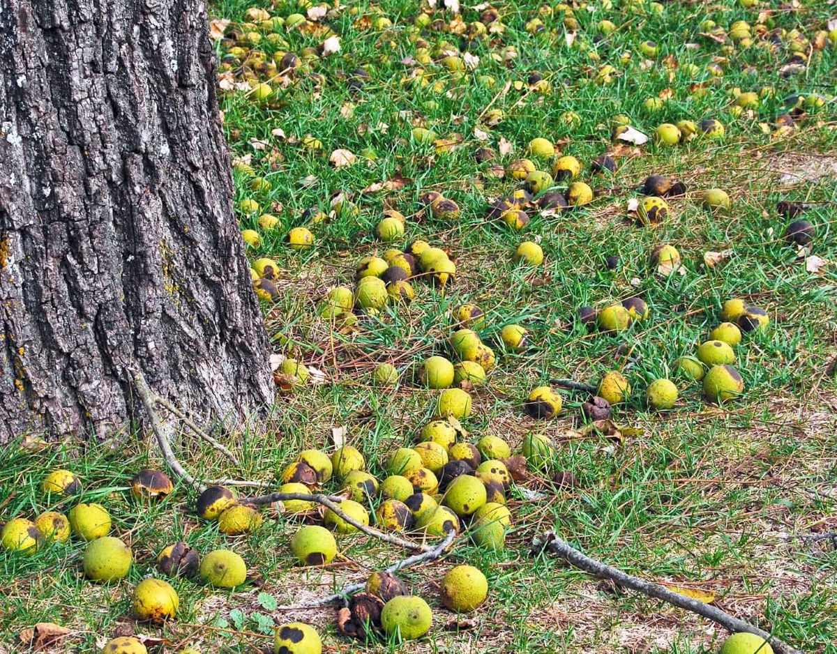 Why All Homeowners Should Know How to Identify Black Walnut Trees