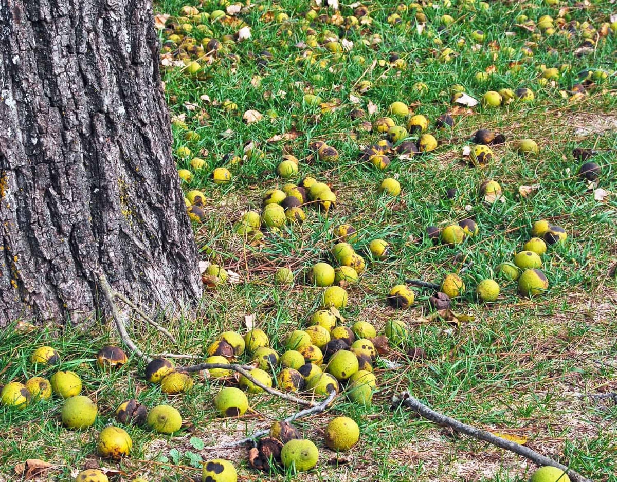 Black walnuts on the ground surrounding a thick tree trunk.