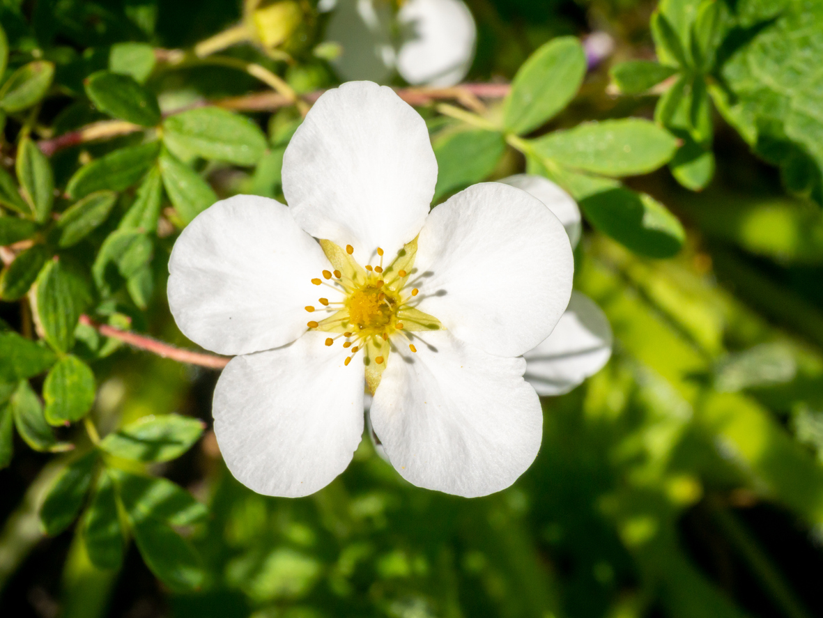 A close up view of a white Shrubby cinquefoil, Dasiphora fruticosa syn Potentilla fruticosa flower with five petals.