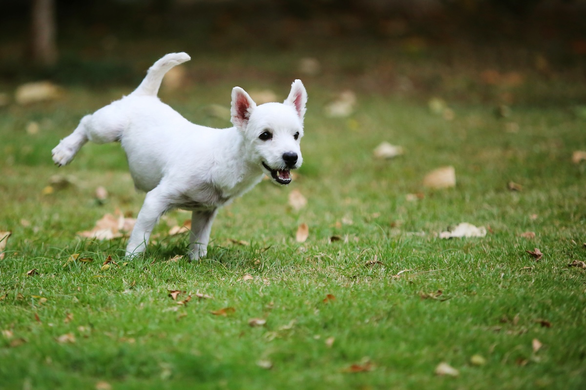 how to stop dogs from peeing on your lawn