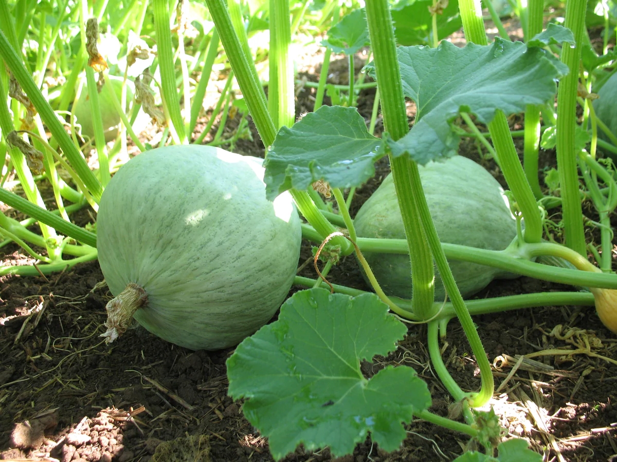 Two blue hubbard squashes growing in garden.