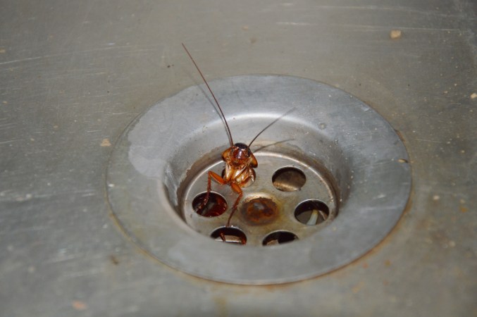 A cockroach peeks out from a drain.