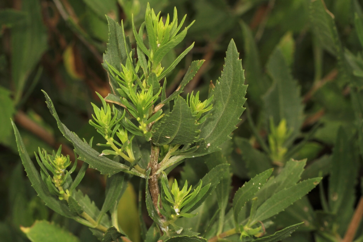 Marsh elder plant.