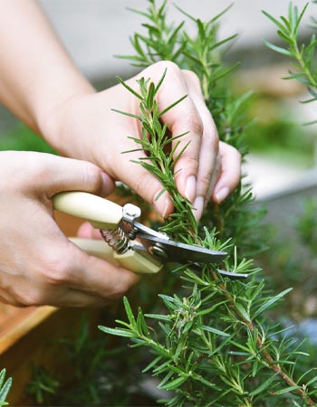 A close up of a person's hands cutting rosemary.