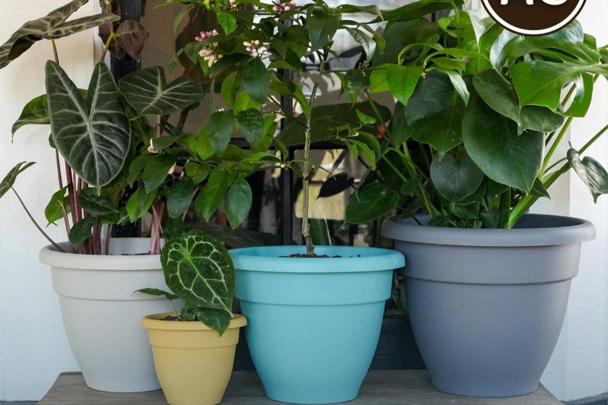 Budget-Friendly Finds for Your Backyard and Patio Plastic Plant Pot