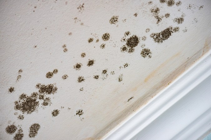 A closeup of mold on a wall.