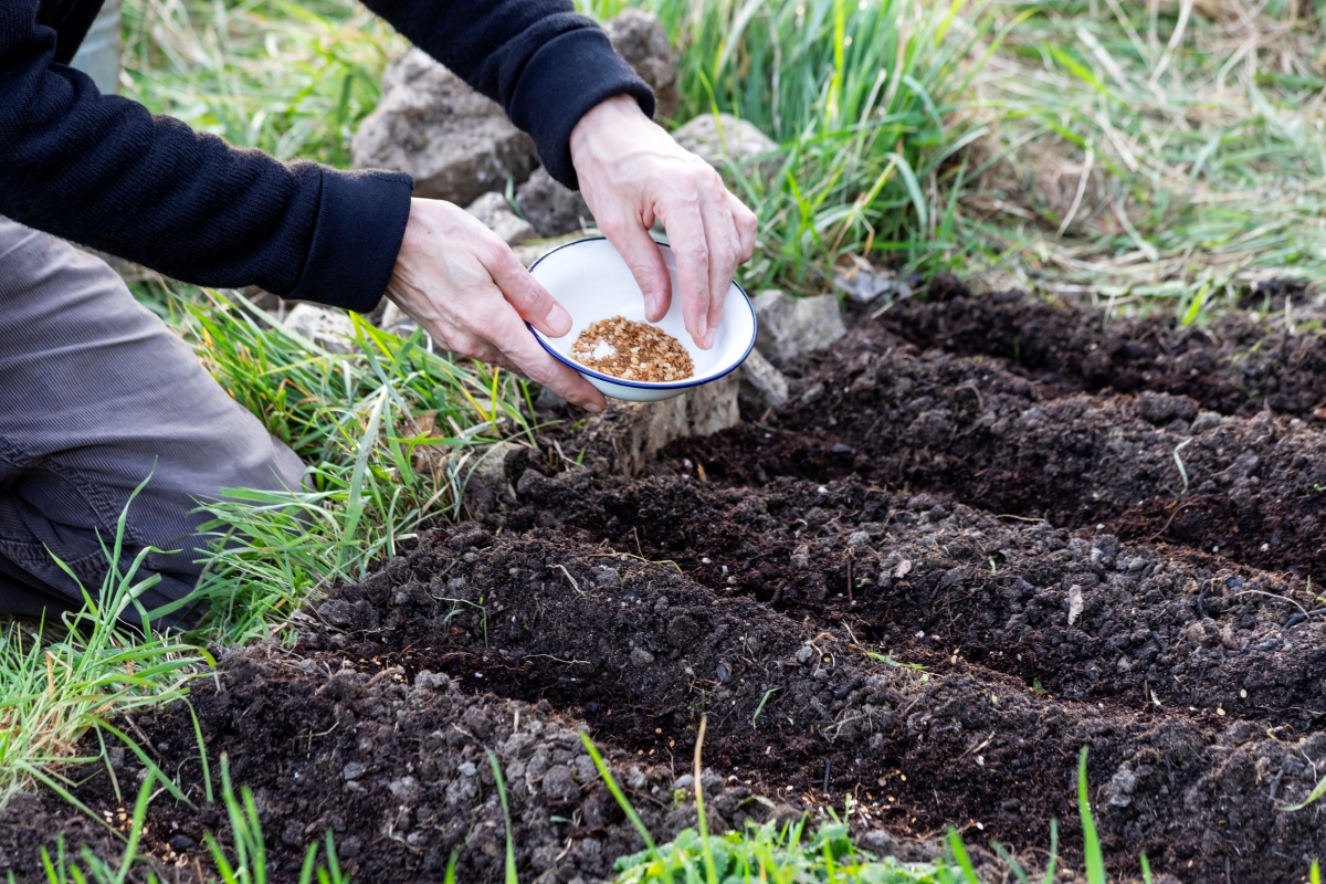 GettyImages-2152204857-how-to-grow-parsnips-gardener-with-seeds-in-bowl.jpg