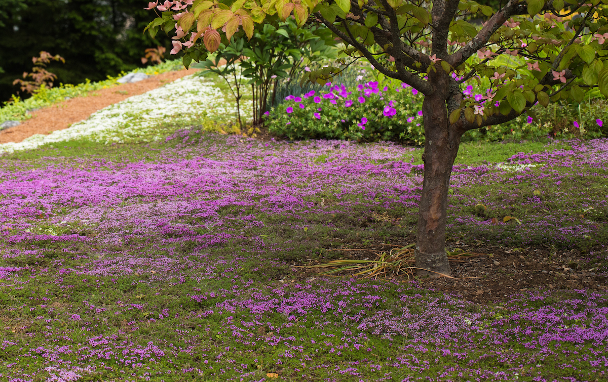 A creeping thyme lawn is blooming with purple flowers and features a tree and bushes.