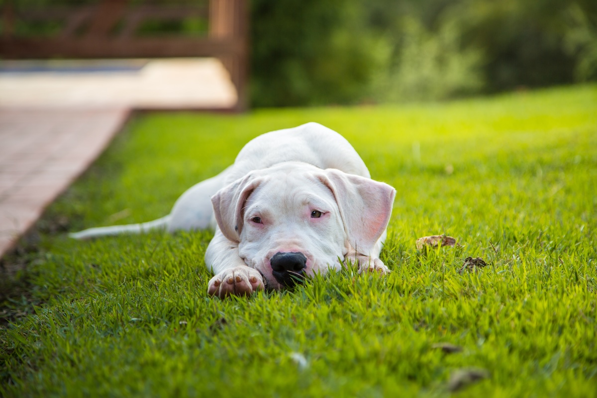 What Are the Dog Days of Summer?