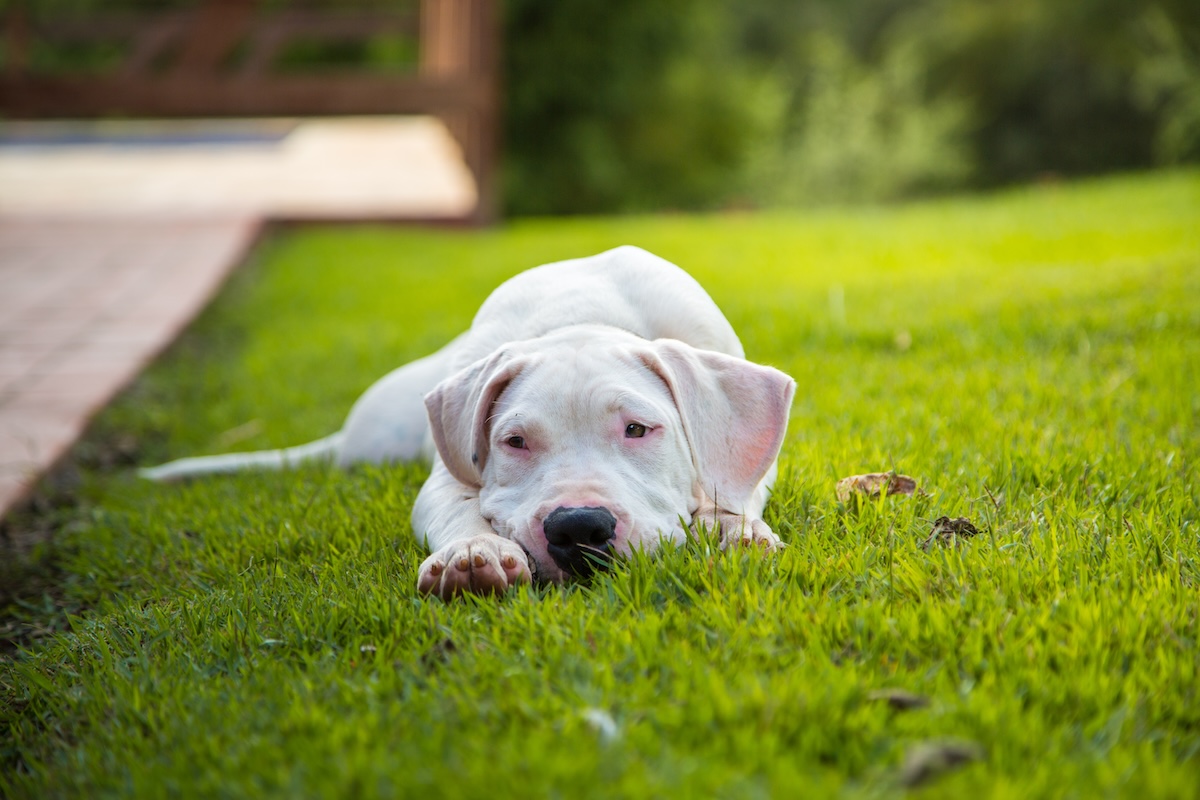 A dog napping in a backyard on a summer day.