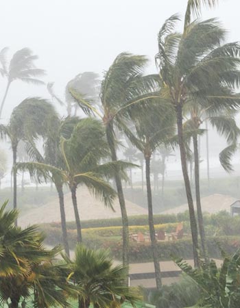 Hurricane winds blow palm trees. 