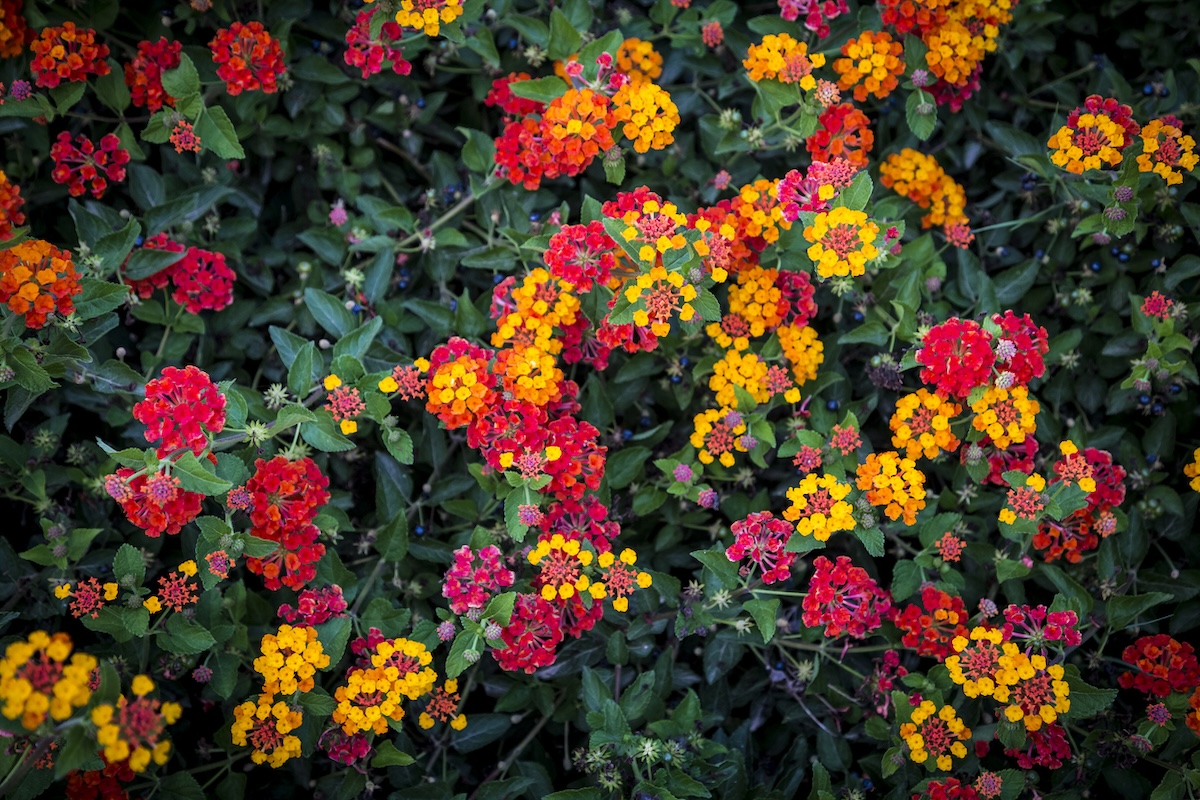 Pink, orange, and yellow lantana flowers in garden patch.
