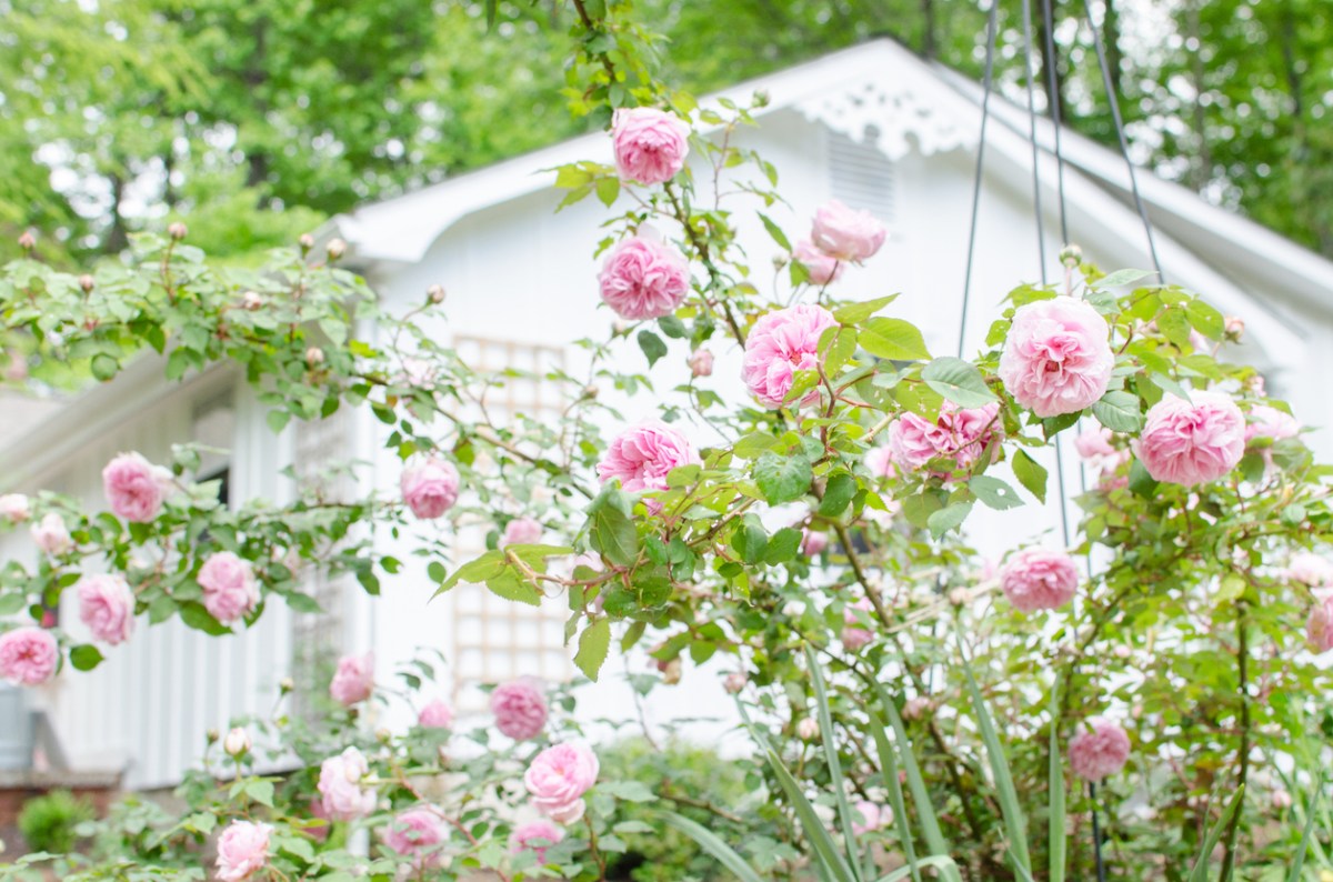 Pink climbing roses bloom in a cottage-style garden.