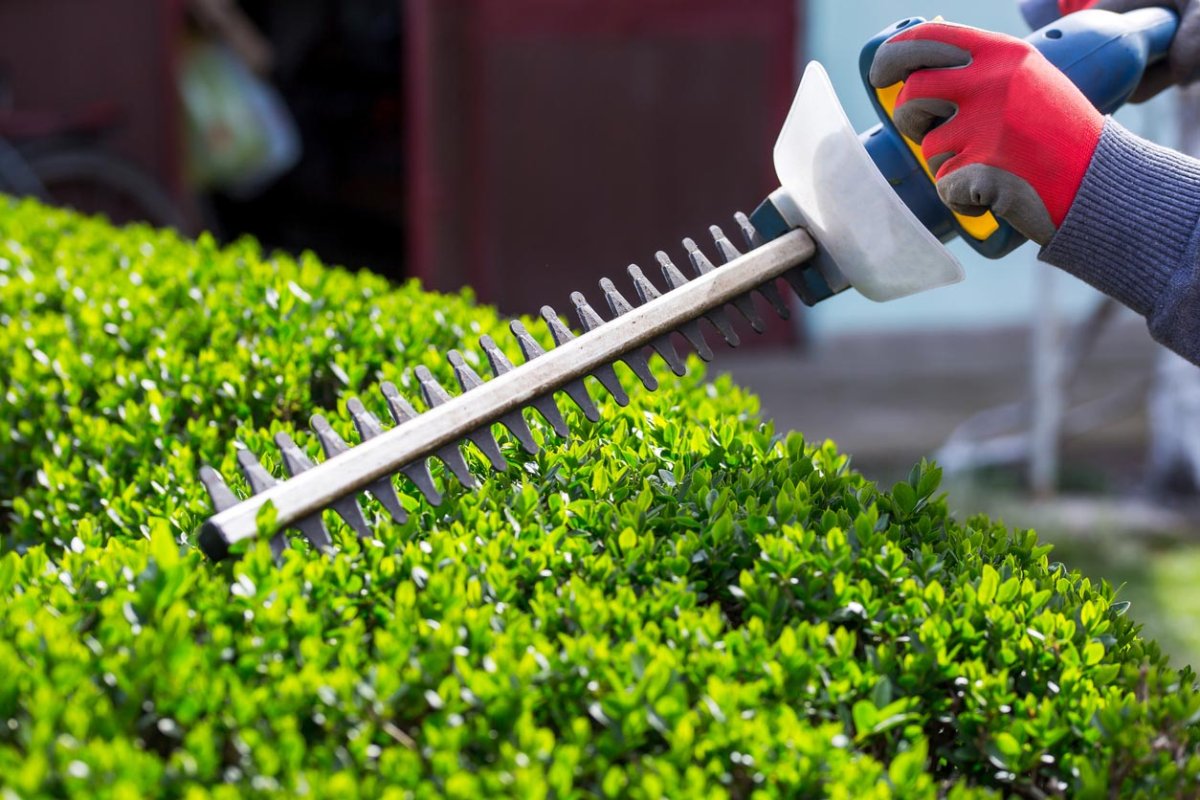 A close up of someone trimming hedges. 