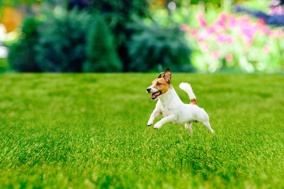 A dog runs on a green lawn. 