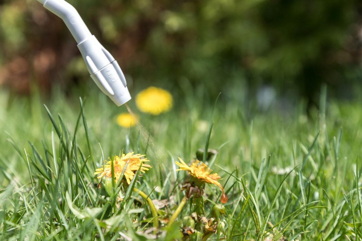 A close up of a hose spraying a solution to kill dandelions.