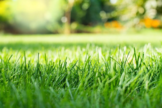 A close up of blades of grass.