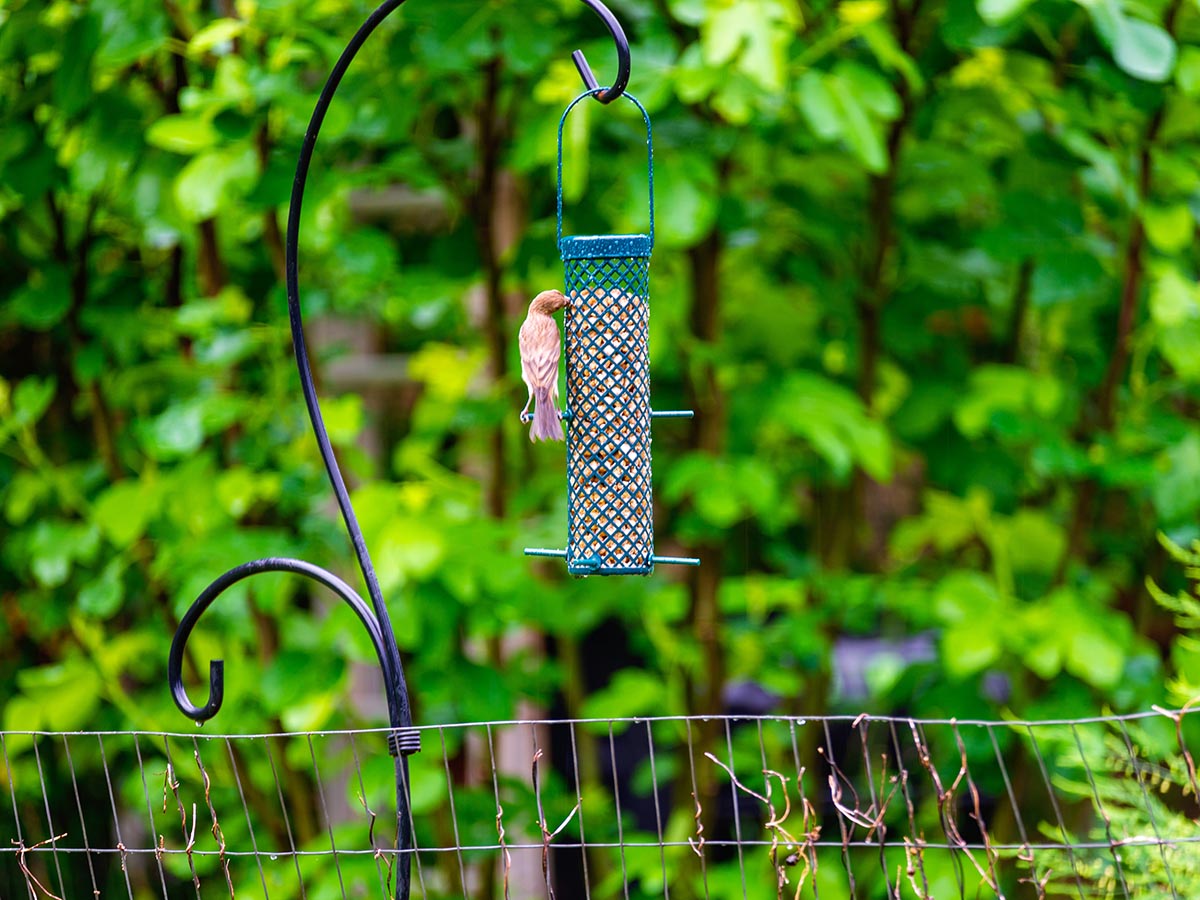 A bird eating from the C&S Suet Nugget Feeder during testing.