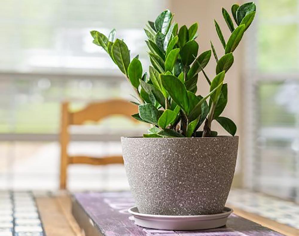 Things You Need for an Apartment Option Low-Light Plant