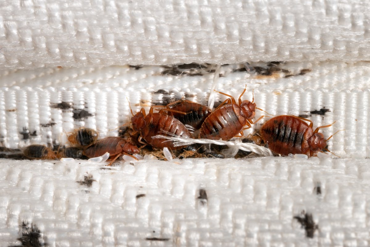 A close up of brown bugs. 