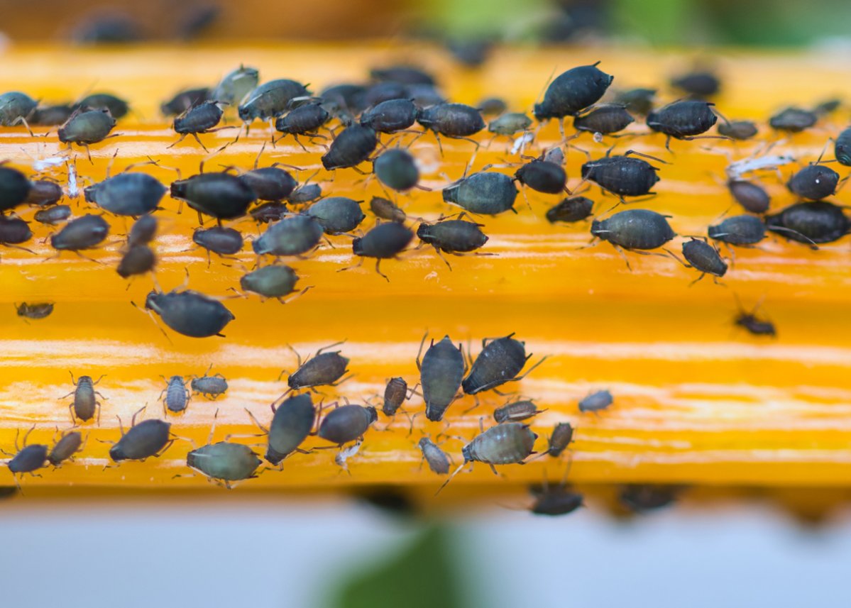 A close up of lots of little black bugs.