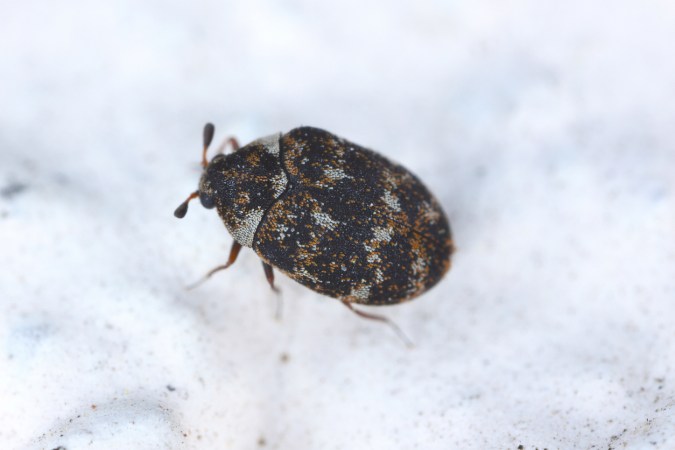 A close up image of a small black bug.