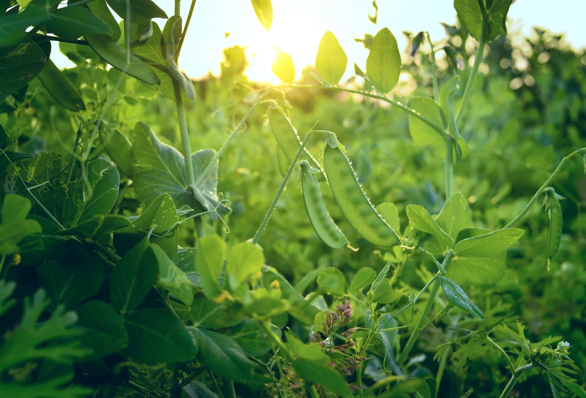 Green snow peas growing in a garden.