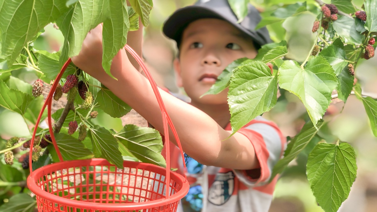 A young boy wearing a baseball cap picks mulberries while holding red basket.