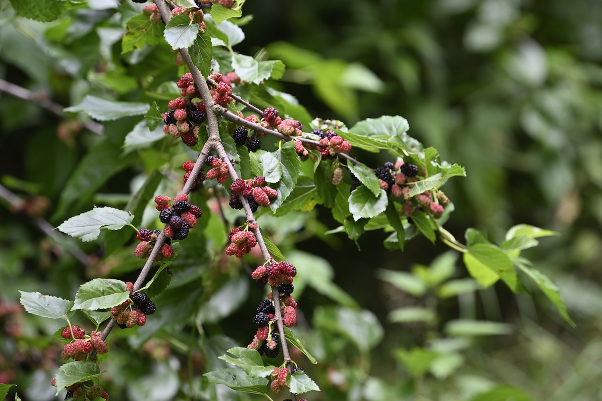 A mulberry tree branch with berries growing in clusters. 